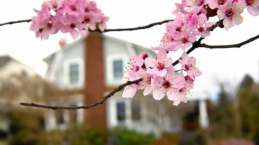 A close-up photo of a cherry blossom tree branch with bright pink spring flowers and a two story stately home in the background.
